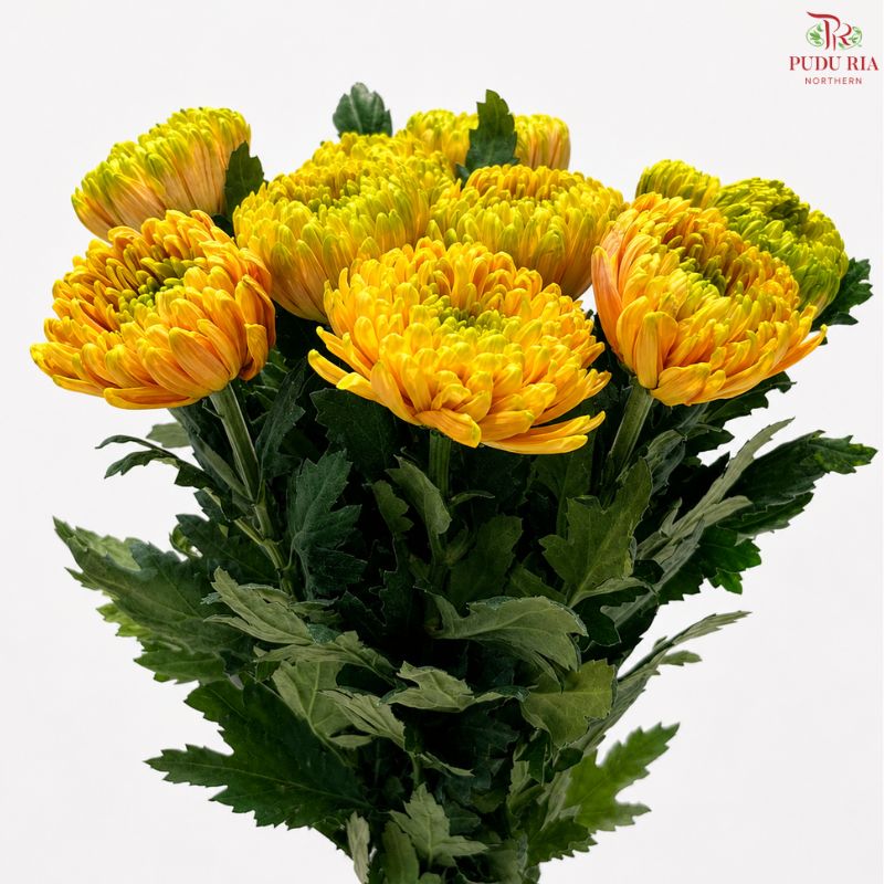 Anastasia / Net Mum Chrysanthemum