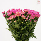 Chrysanthemum Pompom