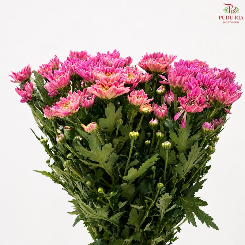 Chrysanthemum Pompom