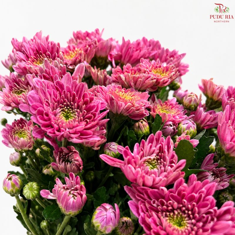 Chrysanthemum Pompom
