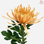 Anastasia / Net Mum Chrysanthemum
