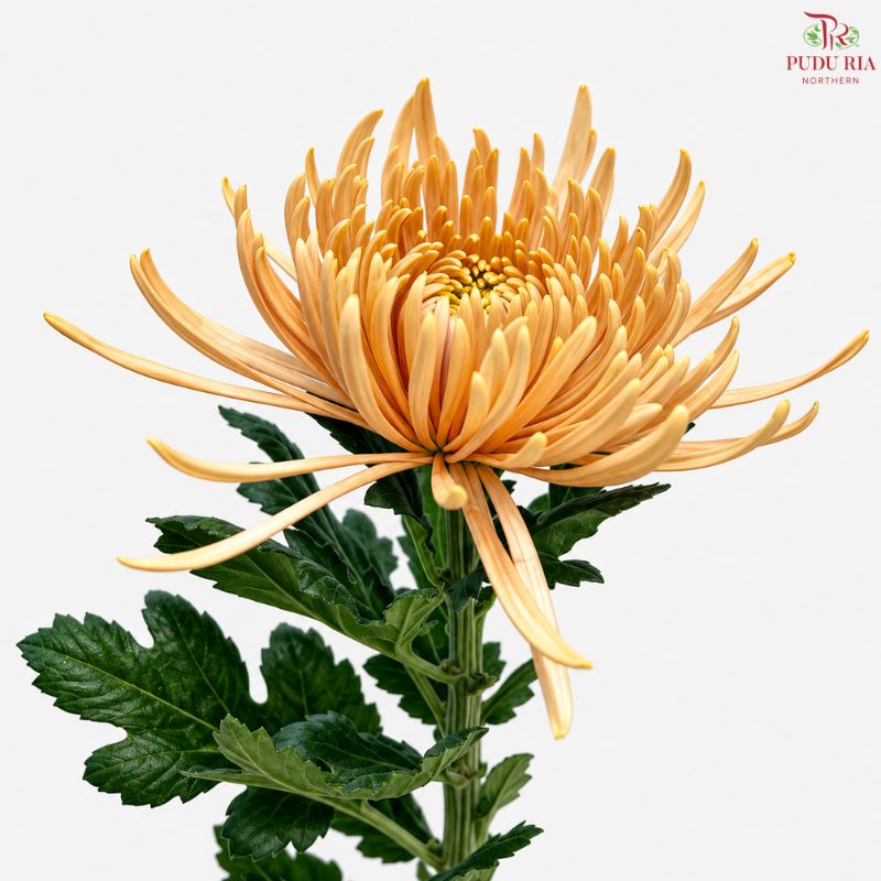 Anastasia / Net Mum Chrysanthemum