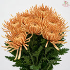 Anastasia / Net Mum Chrysanthemum