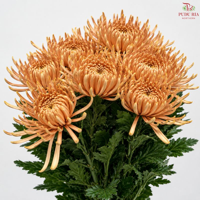 Anastasia / Net Mum Chrysanthemum