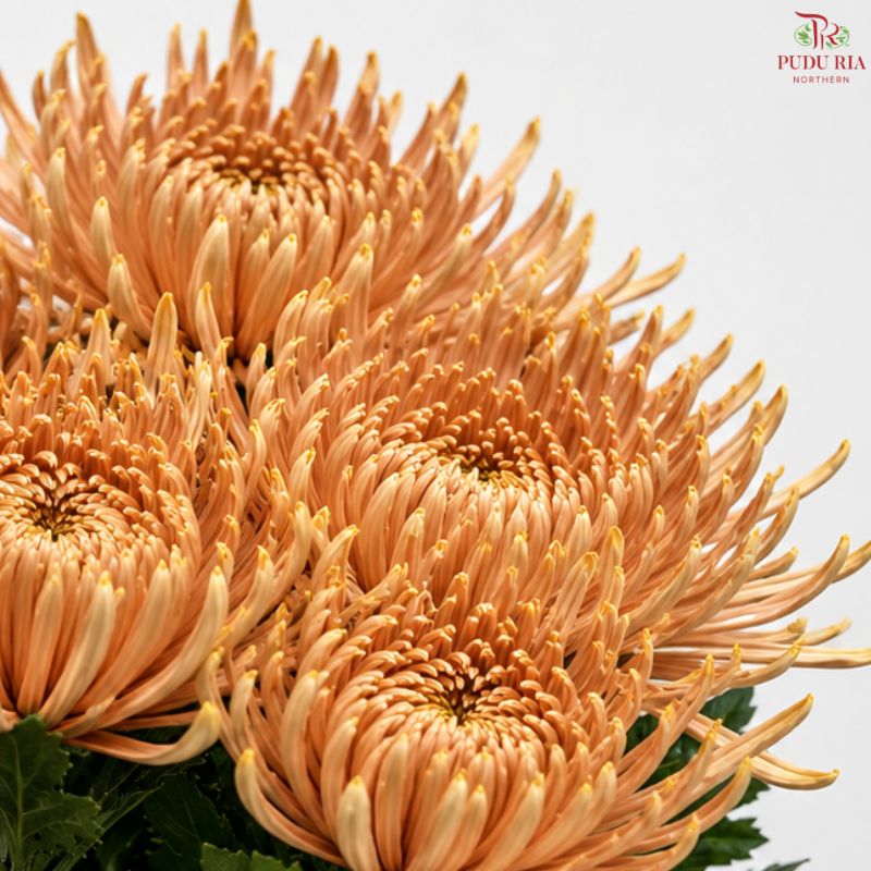 Anastasia / Net Mum Chrysanthemum
