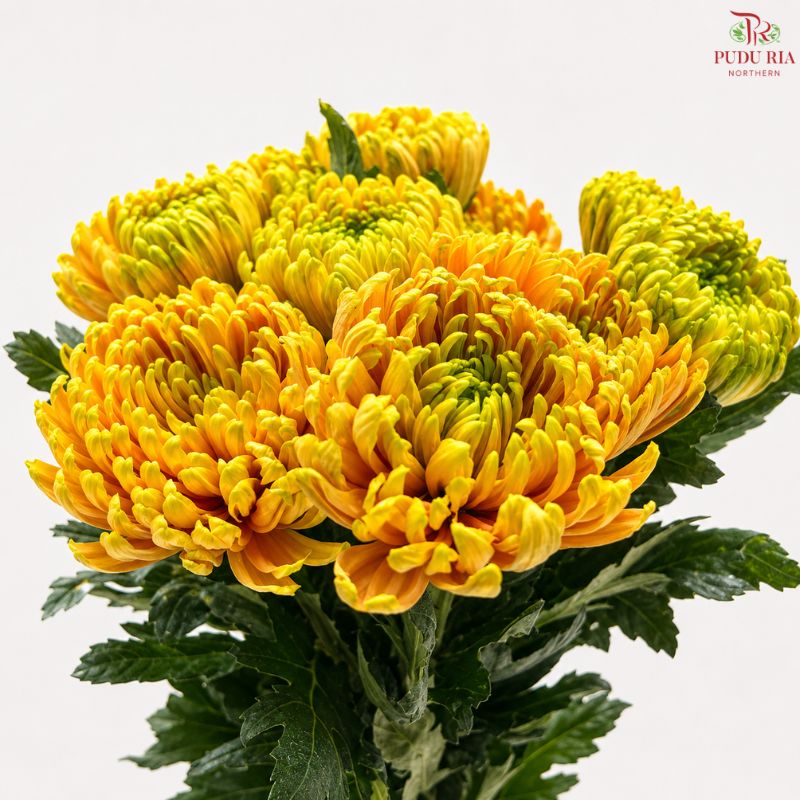Anastasia / Net Mum Chrysanthemum