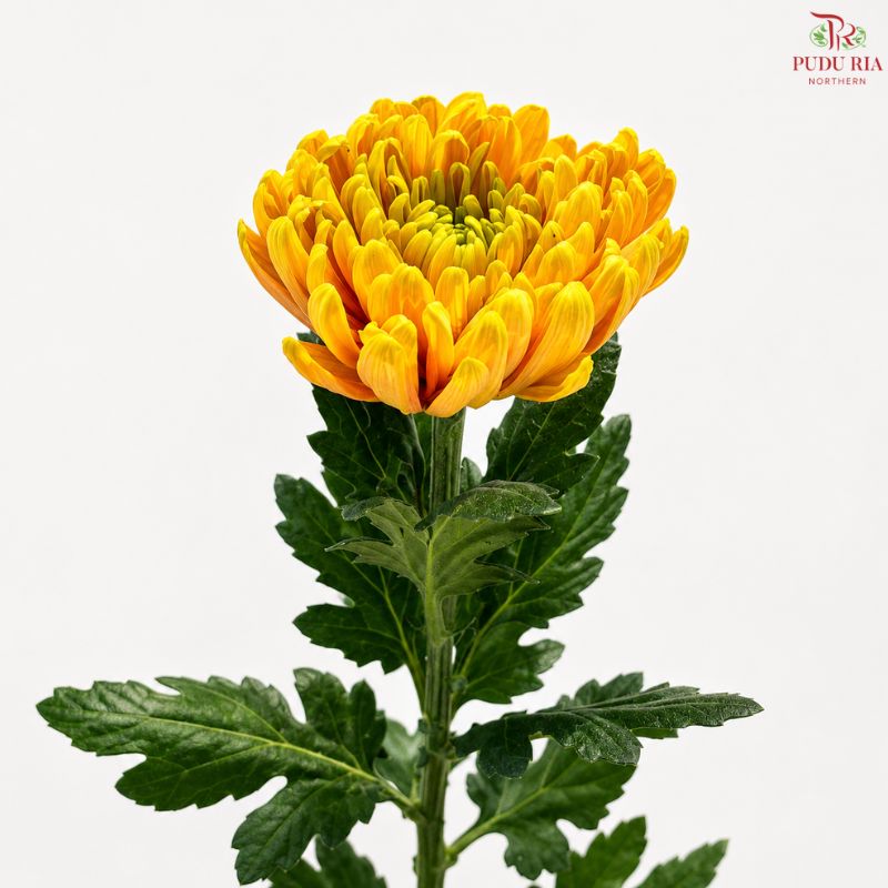 Anastasia / Net Mum Chrysanthemum