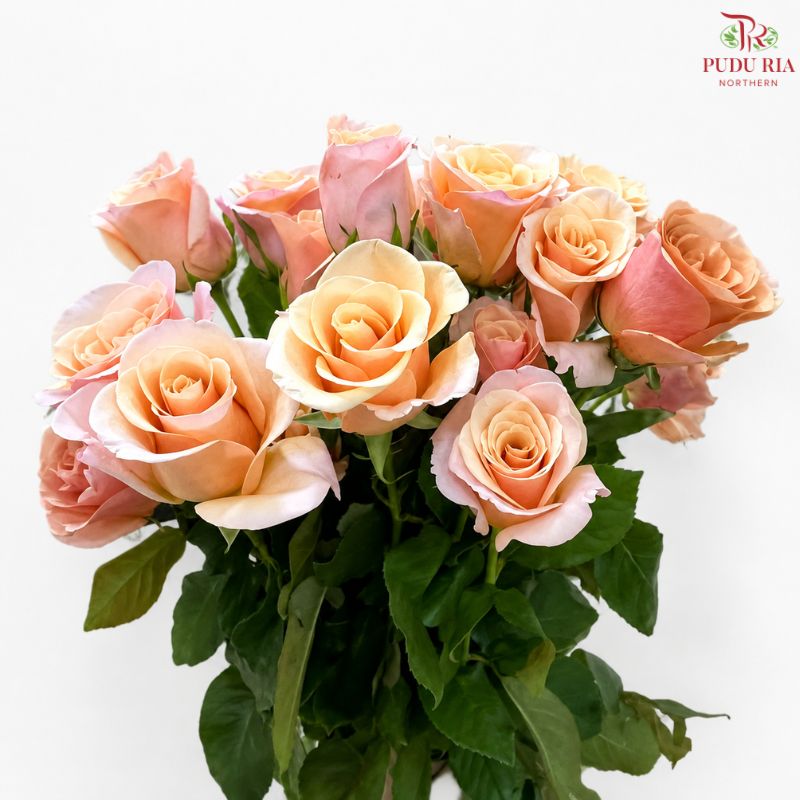 Rose Premium