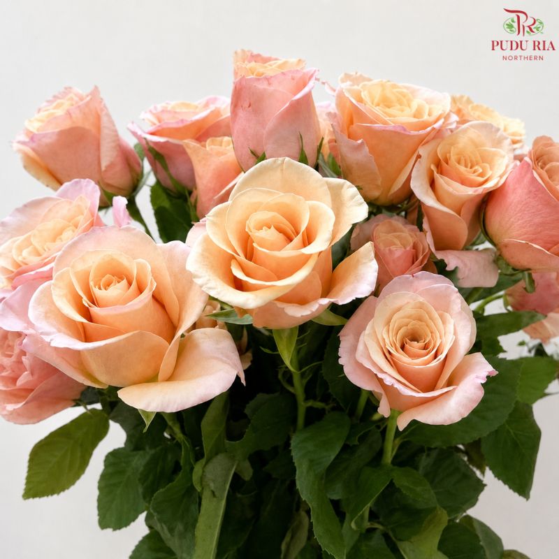 Rose Premium