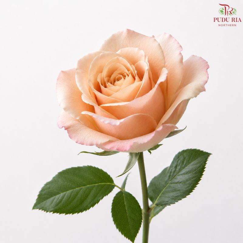 Rose Premium