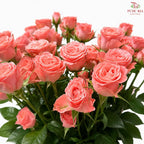 Rose Spray 《多头玫瑰》