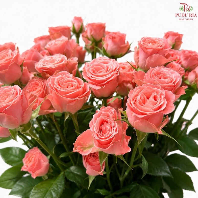 Rose Spray 《多头玫瑰》