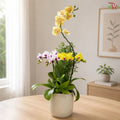 Golden Harmony Orchid