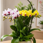 Orchid Arrangement (Random Choose Orchid & Dendrobium Color)