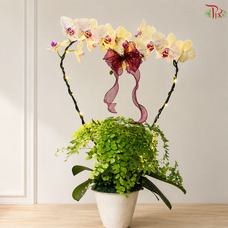 Orchid Arrangement (Random Choose Orchid & Dendrobium Color)