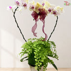 Orchid Arrangement (Random Choose Orchid & Dendrobium Color)