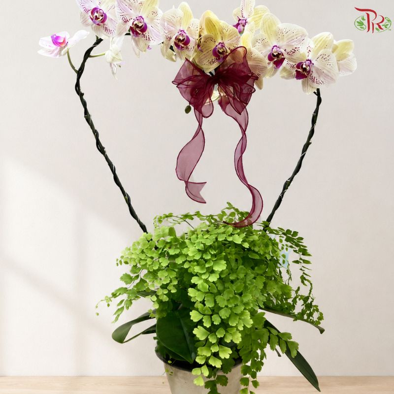 Orchid Arrangement (Random Choose Orchid & Dendrobium Color)