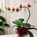 Orchid Arrangement (Random Choose Orchid & Dendrobium Color)