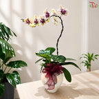 Orchid Arrangement (Random Choose Orchid & Dendrobium Color)
