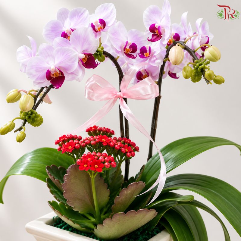 Orchid Arrangement (Random Choose Orchid & Dendrobium Color)