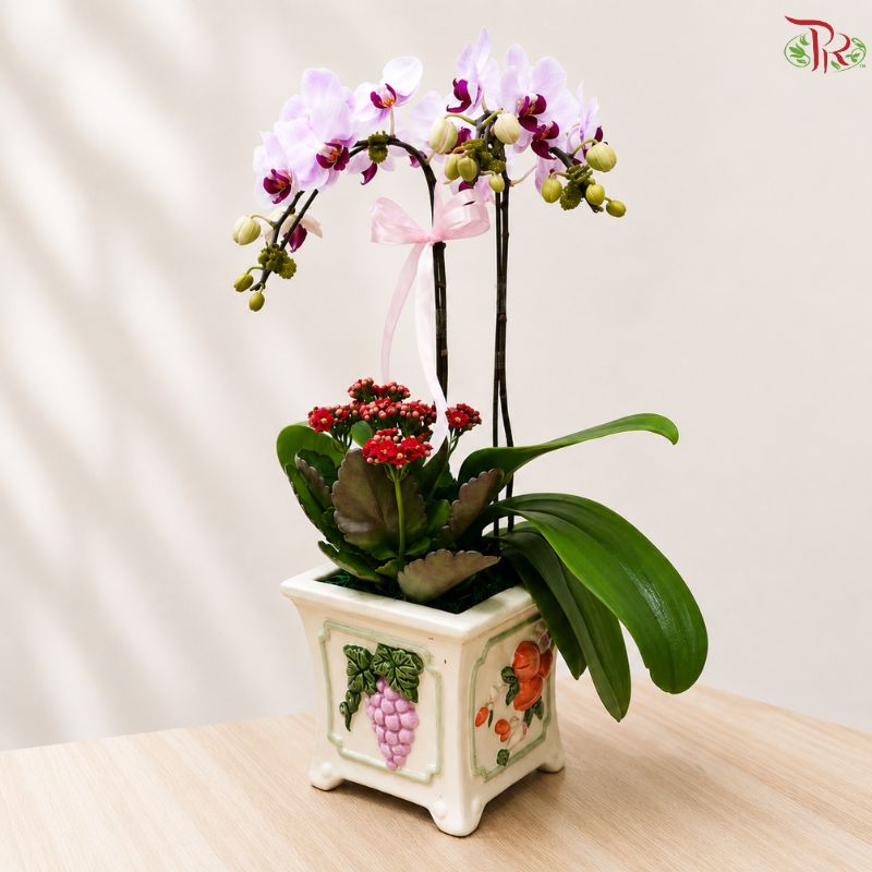 Orchid Arrangement (Random Choose Orchid & Dendrobium Color)