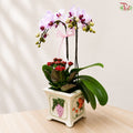 Blushing Grace Orchid