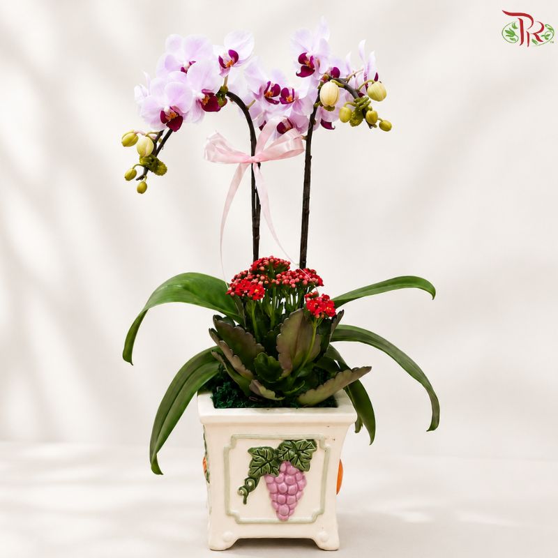 Orchid Arrangement (Random Choose Orchid & Dendrobium Color)