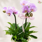 Orchid Arrangement (Random Choose Orchid & Dendrobium Color)