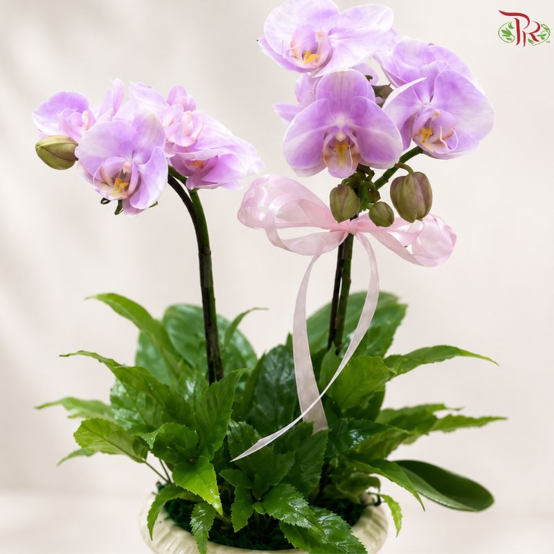 Orchid Arrangement (Random Choose Orchid & Dendrobium Color)