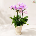 Pink Serenity Orchid