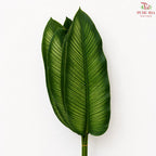 Calathea Majestica Albolineata Leaf