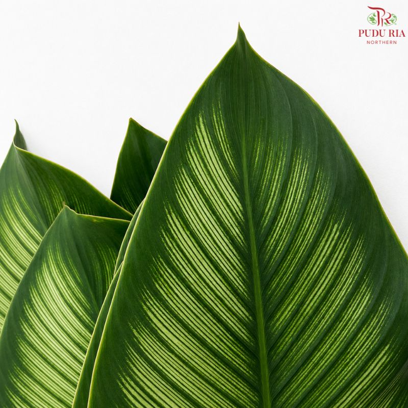 Calathea Majestica Albolineata Leaf