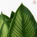 Calathea Majestica Albolineata Leaf