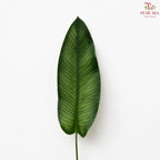 Calathea Majestica Albolineata Leaf