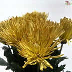 Anastasia / Net Mum Chrysanthemum