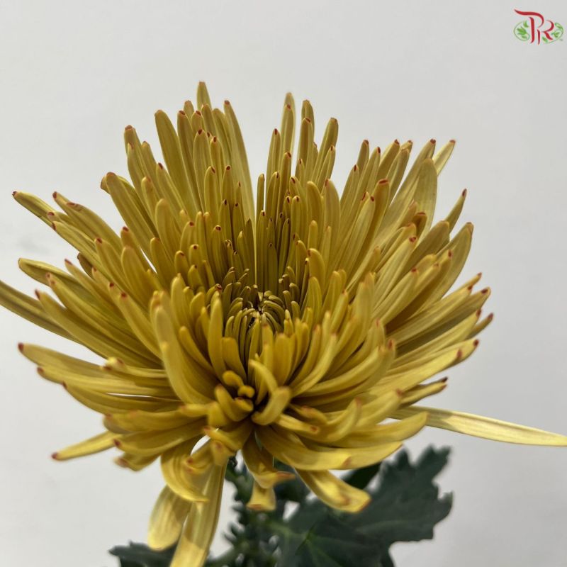 Anastasia / Net Mum Chrysanthemum
