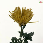 Anastasia / Net Mum Chrysanthemum