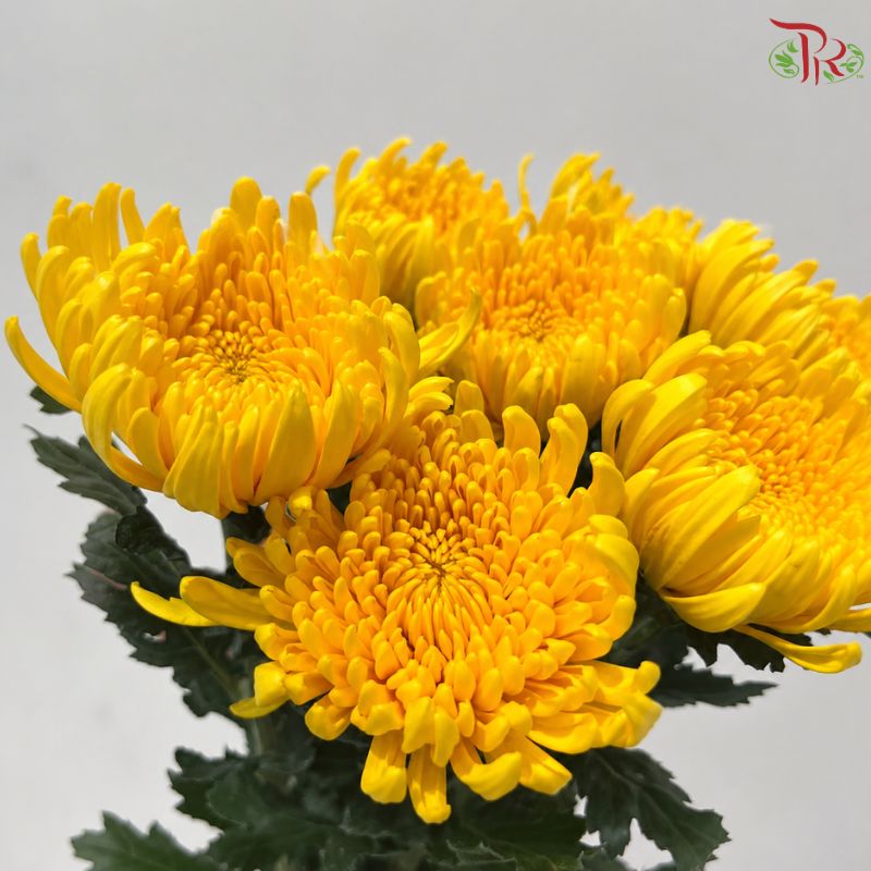 Anastasia / Net Mum Chrysanthemum