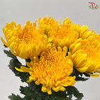 Anastasia / Net Mum Chrysanthemum