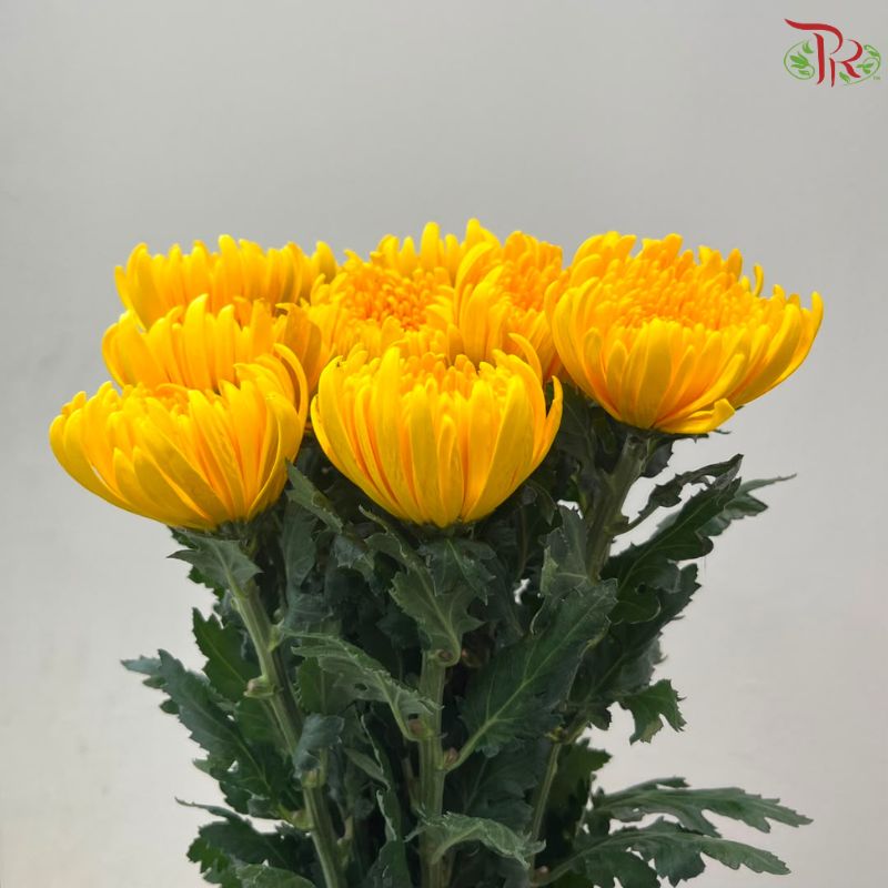 Anastasia / Net Mum Chrysanthemum