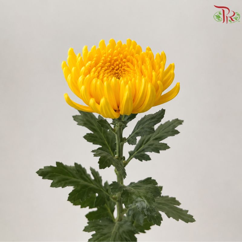 Anastasia / Net Mum Chrysanthemum