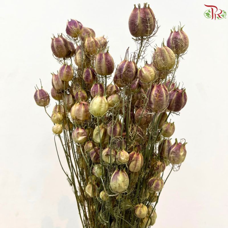 Dry Nigella Natural