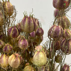 Dry Nigella Natural