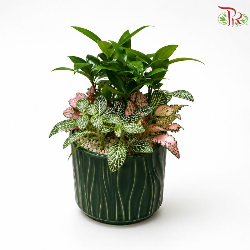 Podocarpus and Fittonia Arrangement