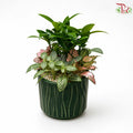 Podocarpus and Fittonia Arrangement