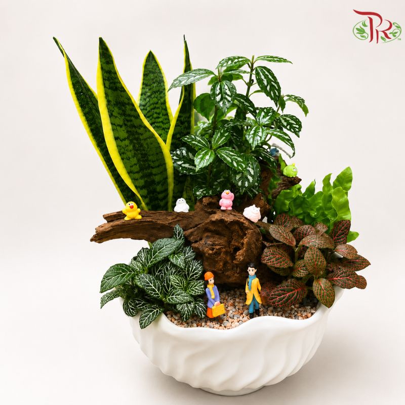 Sansevieria Superba and Pliea Cadierei Arrangement