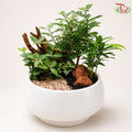 Peperomia Tetragona and Zenthoxylum Piperitum Arrangement