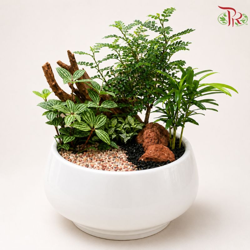 Peperomia Tetragona and Zenthoxylum Piperitum Arrangement