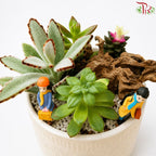 Mini Succulent Arrangement