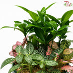 Podocarpus and Fittonia Arrangement